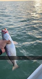 Matagorda Bay Report Photo 1