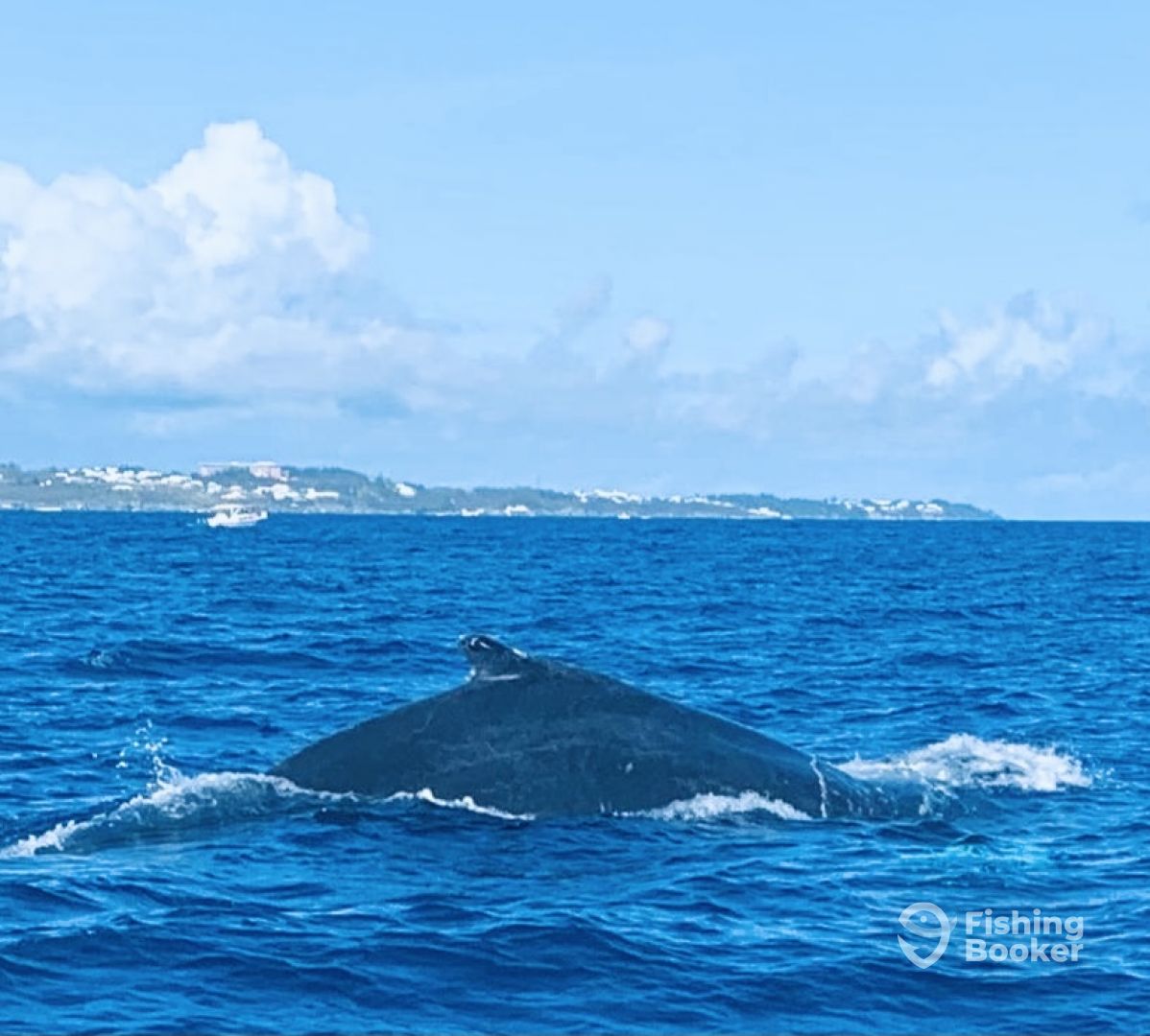 Sandys Report Photo 0