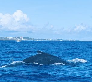 Bermuda Report Photo 2