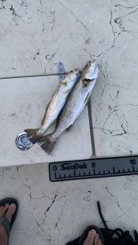 Choctawhatchee Bay Report Photo 1