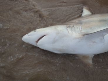 Oso Bay Report Photo 4