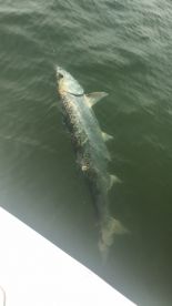 Bokeelia Report Photo 1