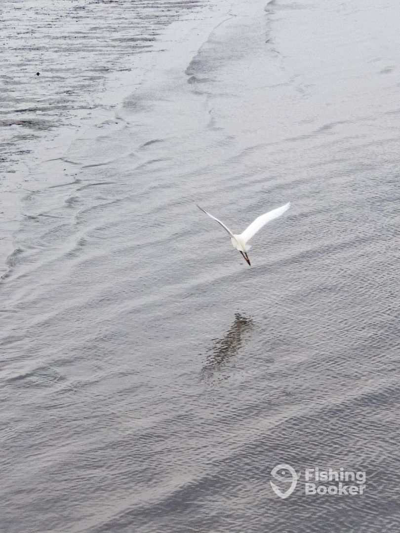 Cooper River Report Photo 0