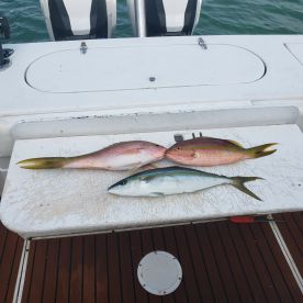 Singer Island Report Photo 2