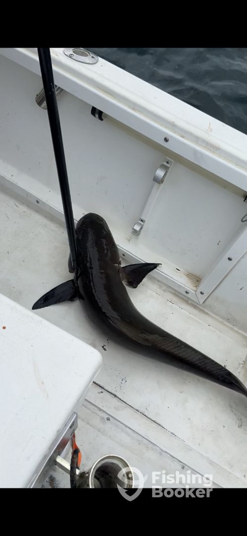 Mayport Report Photo 0