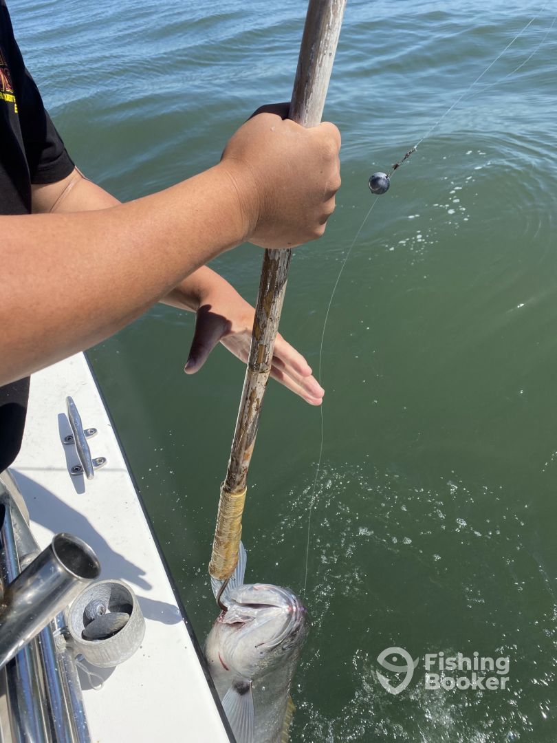 California Delta Report Photo 0