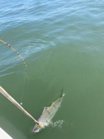 California Delta Report Photo 2