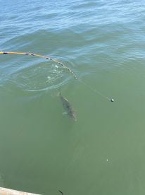 Pacific Coast Report Photo 4
