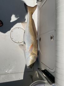 Lynnhaven Inlet Report Photo 2