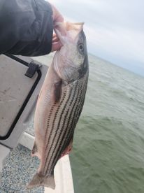 Pottsboro Report Photo 4