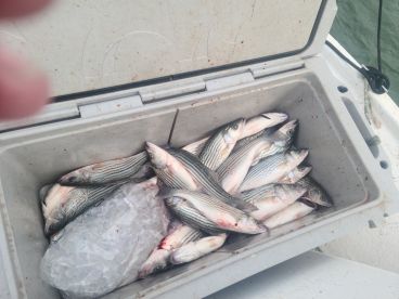 Pottsboro Report Photo 3