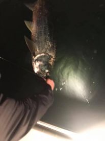 Islamorada Report Photo 2