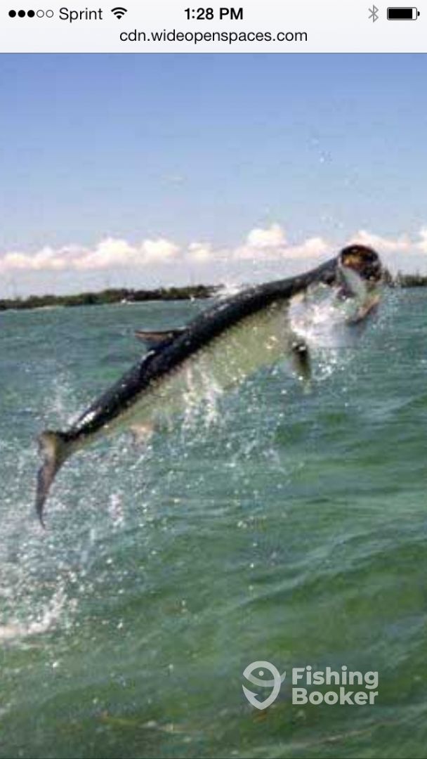 Tarpon are big jumpers They really put on a show!