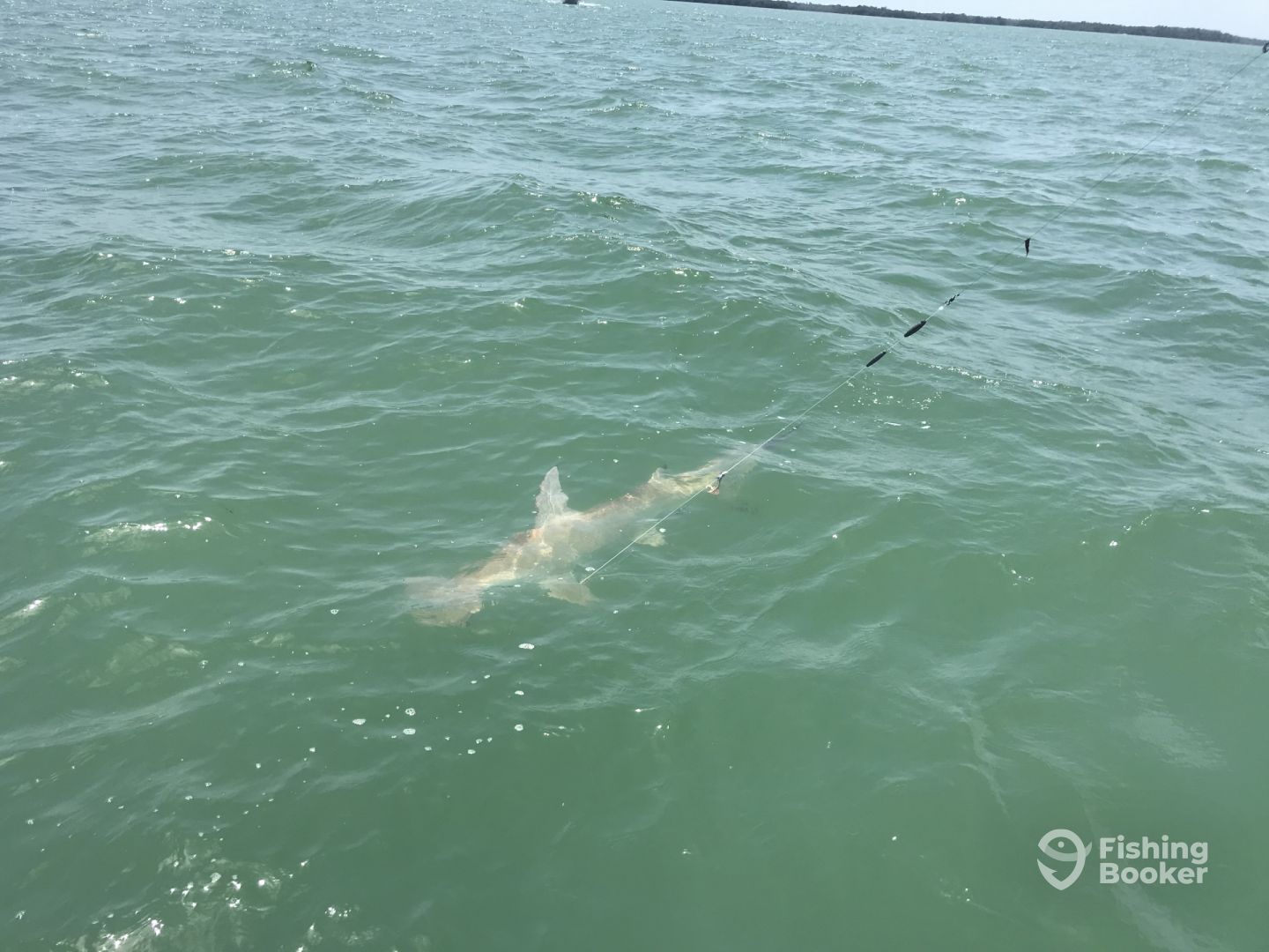 Another Hammerhead landed