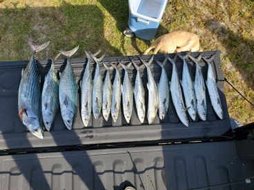 Atlantic bonito and Spanish mackerel are