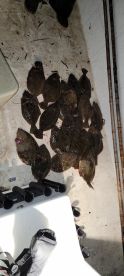 Alabama Report Photo 2