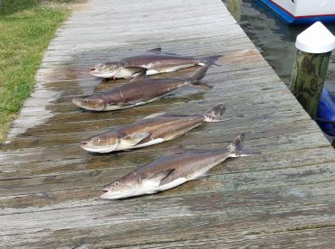 Cobia showed up!