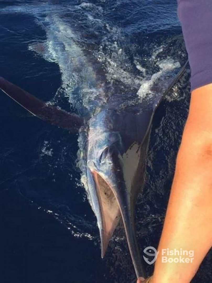 Bay of Islands Striped marlin April 2021