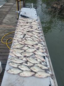Lake Tawakoni Report Photo 1