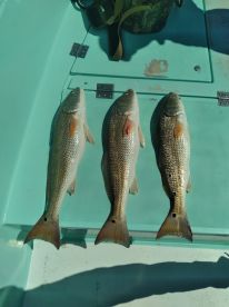 Red fish on the bite