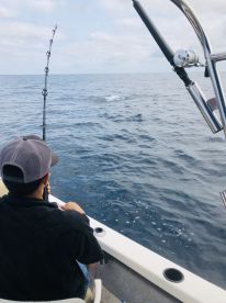 Puerto Vallarta Report Photo 2