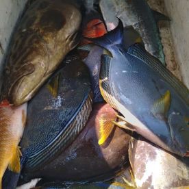 very good bottom fishing