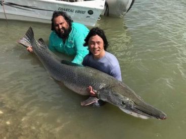 Monster 267 lb alligator gar