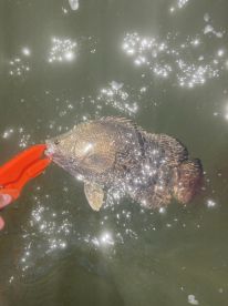 Georgia Report Photo 1