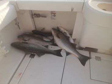 Bass!