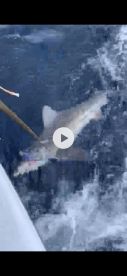 Hatteras Island Report Photo 2