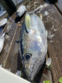 Hatteras Island Report Photo 4