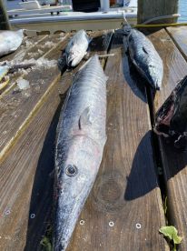 Hatteras Island Report Photo 3