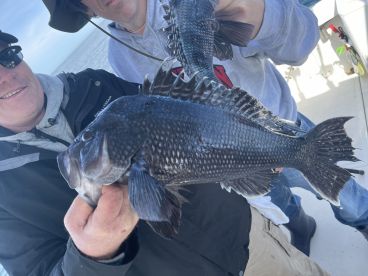 Limmiting out black seabass