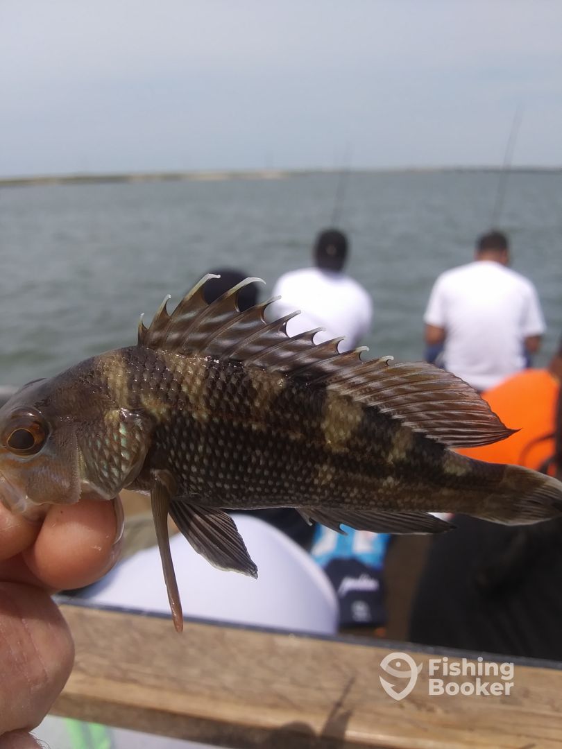 Chincoteague Report Photo 0