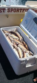 Come catch your own dinner.