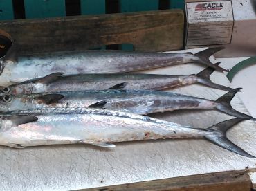 Kings Mackerel