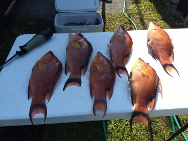 Crystal River Report Photo 1