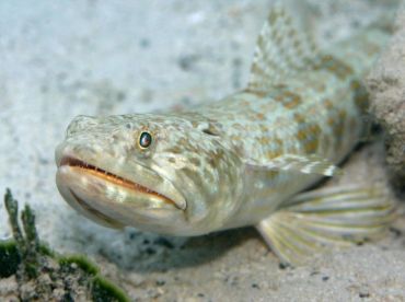 We had a lot of fun with the pesky lizardfish.