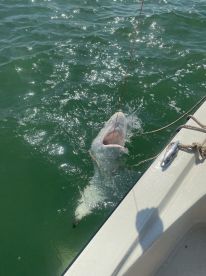 South Padre Island Report Photo 1