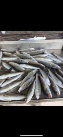 Orange Beach Report Photo 1
