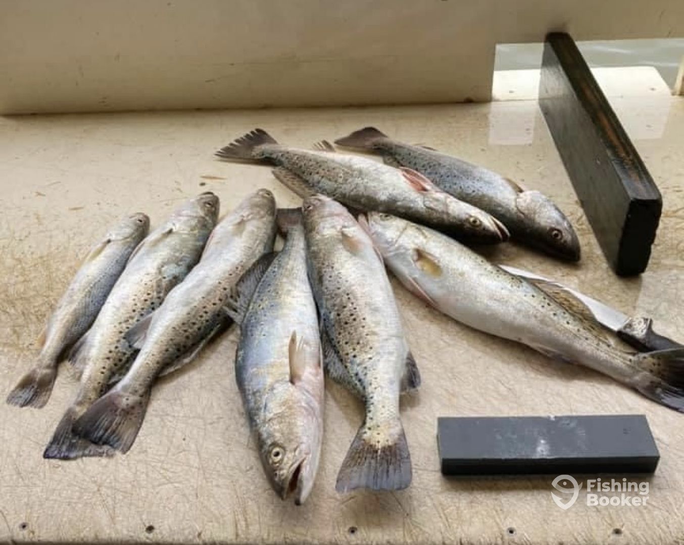 SPECKLED TROUT kind of morning