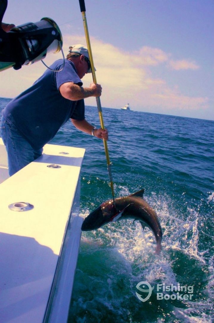 Cobia