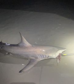 NSBSHARKHUNTERS