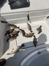 Jekyll Island Report Photo 1
