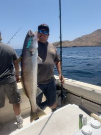 Limits of yellowtail friday yellowtail a