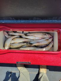 Vermilion Report Photo 1