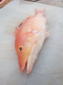 Pig fish June 2021 Bay of Islands