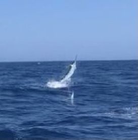 Manteo Report Photo 2
