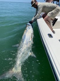 Big Tarpon are still around!
