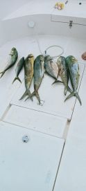 Fujairah Report Photo 2